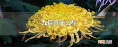 九月开什么花