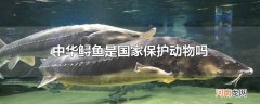 中华鲟鱼是国家保护动物吗