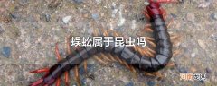 蜈蚣属于昆虫吗