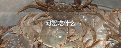 河蟹吃什么