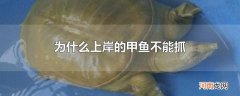 为什么上岸的甲鱼不能抓