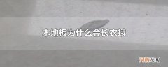 木地板为什么会长衣蛾