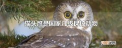 猫头鹰是国家几级保护动物