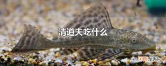 清道夫吃什么