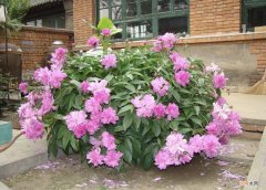 庭院适合种哪些花木 庭院适合种植什么花和树