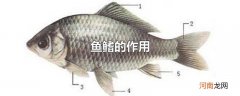 鱼鳍的作用