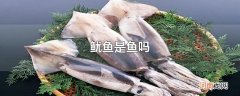 鱿鱼是鱼吗