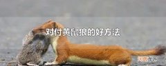 对付黄鼠狼的好方法