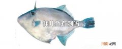 耗儿鱼有刺吗