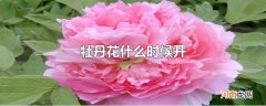 牡丹花什么时候开