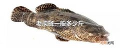 老虎斑一般多少斤