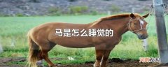 马是怎么睡觉的