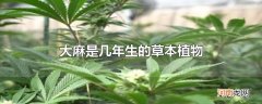 大麻是几年生的草本植物