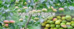 青梅是什么季节的水果