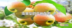 南果梨的产地在哪