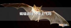 蝙蝠会往人身上飞吗