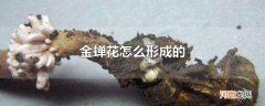 金蝉花怎么形成的