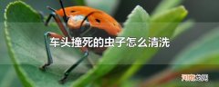 车头撞死的虫子怎么清洗