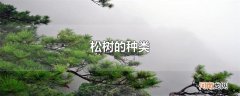 松树的种类