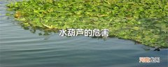 水葫芦的危害