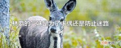林麝的气味是为了求偶还是防止迷路