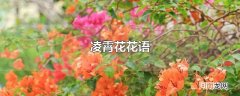 凌霄花花语