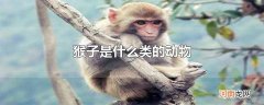 猴子是什么类的动物