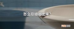 怎么引蟑螂出来?