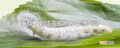 蚕找不到结茧的地方会憋死吗