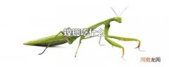 螳螂吃什么