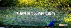 孔雀开屏是公的还是母的