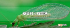 草蛉对人有害吗