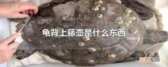 龟背上藤壶是什么东西