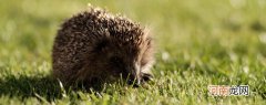 刺猬为什么动物肉食还是杂食