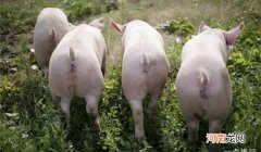 十大暴利养殖排行 2020在农村养殖什么赚钱