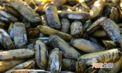 小人仙用焯水吗 爆炒小人仙的做法有哪些