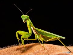 公螳螂知道自己会被吃吗 母螳螂吃公螳螂是为什么