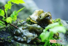 地木耳怎么清洗