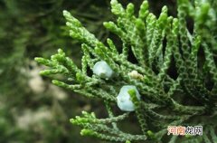 肠胃不好别吃 柏树籽的禁忌有哪些 柏树籽的功效与作用