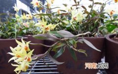 铁皮石斛生长快吗 铁皮石斛种植多久才算存活