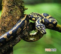 蛇的七寸是什么部位？