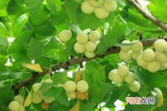 剥银杏果手脱皮的原因 剥银杏果为什么会手脱皮