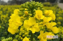 油菜可以打尖吗 油菜什么时候打尖最好