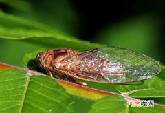 几点抓知了是最佳时间 知了在夜间行动缓慢是最佳时间