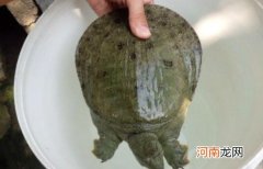 水鱼汤禁忌，水鱼性凉/脾胃虚寒的人喝了容易拉稀