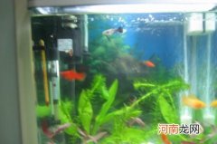 鱼缸氧气泵有什么作用