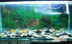 怎么治鱼缸水白雾小妙招?为什么鱼缸会变浑浊