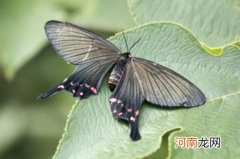 榆凤蛾有毒吗?酷似剧毒的麝凤蝶但没毒性/榆树上常见