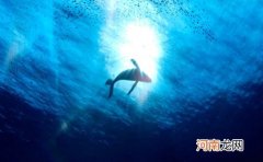 为什么鲸鱼代表爱情 鲸鱼和爱情有什么联系