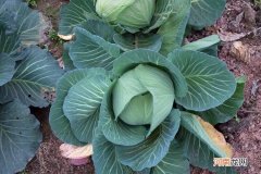 京包菜与包菜的区别？怎么吃京包菜？